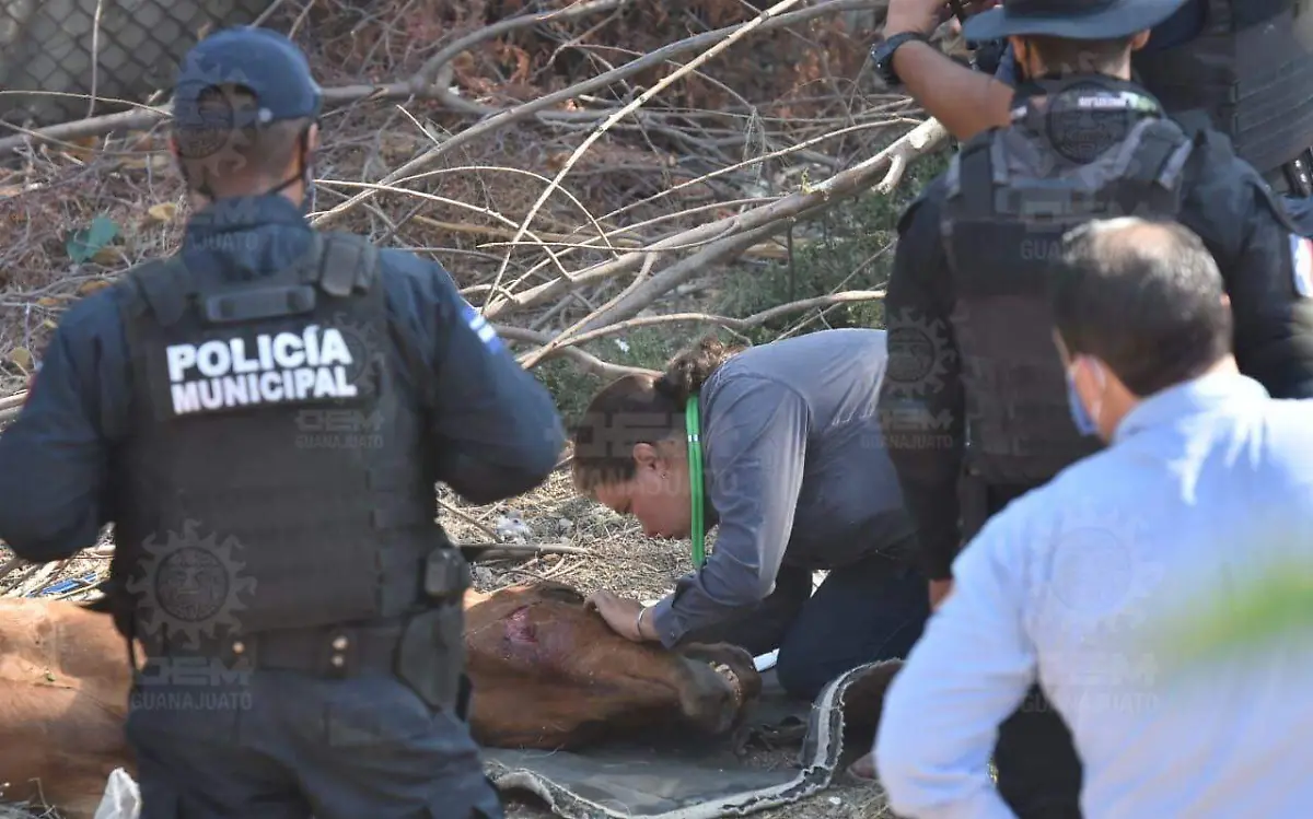 Vuelca remolque que transportaba caballos  (3)